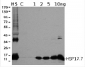 HSP17,7 | Cytosolic class II heat shock protein 17,7
